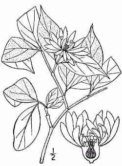 Eastern Sweetshrub, Carolina Allspice(Calycanthus floridus)