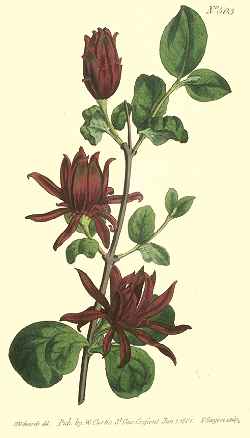 Eastern Sweetshrub, Carolina Allspice(Calycanthus floridus)