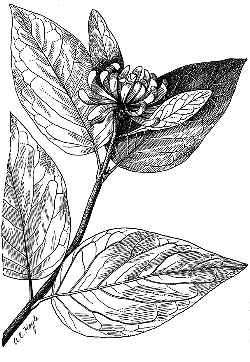 Californian Spicebush(Calycanthus occidentalis)