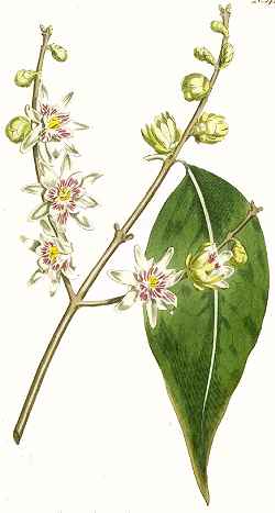 Winter Sweet(Chimonanthus praecox)