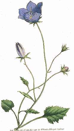 Carpathian Harebell, Tussock Bellflower(Campanula carpatica)