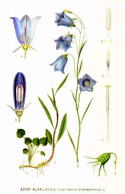 Harebell, Bluebells-of-Scotland(Campanula rotundifolia)
