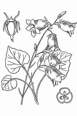 Harebell, Bluebells-of-Scotland(Campanula rotundifolia)
