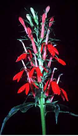 Cardinal Flower(Lobelia cardinalis)