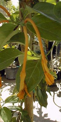 Giant Burmese Honeysuckle(Lonicera hildebrandiana)