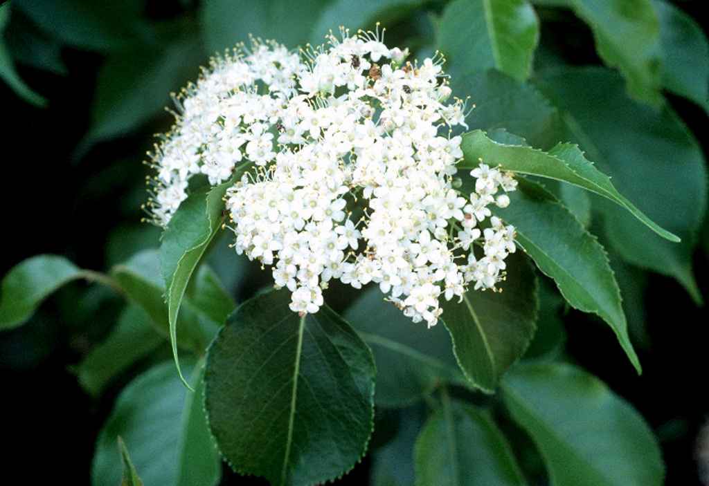 Nannyberry, Sheepberry (Viburnum lentago)