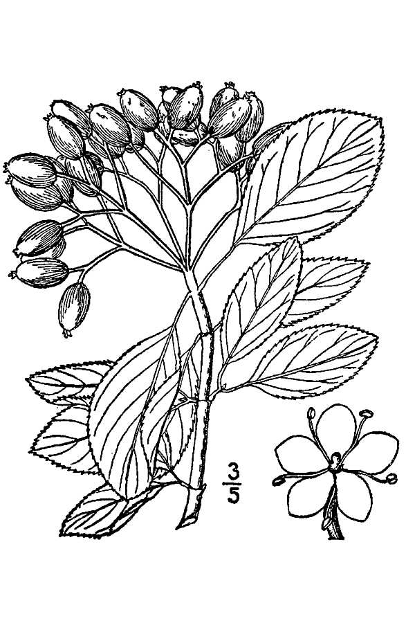 Blackhaw (Viburnum prunifolium)