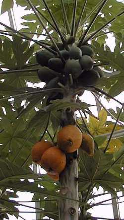 Papaya(Carica papaya)