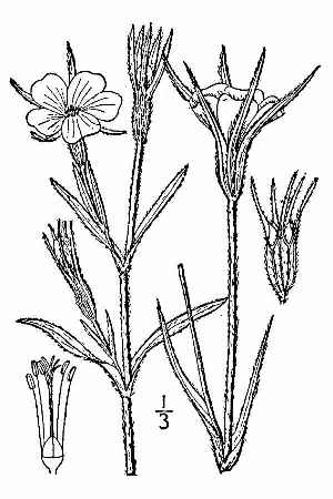 Cockle, Corn Cockle(Agrostemma githago)