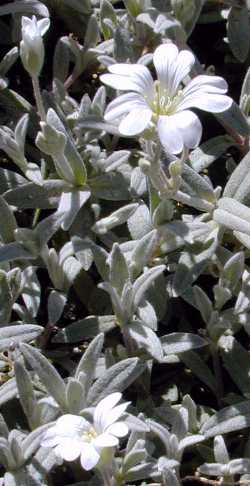 Snow-In-Summer(Cerastium tomentosum)