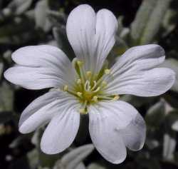 Snow-In-Summer(Cerastium tomentosum)