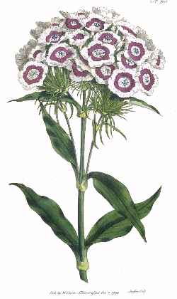 Sweet William(Dianthus barbatus)