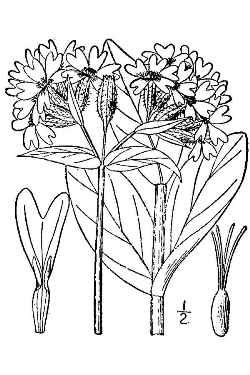 Maltese Cross, Jerusalem cross(Lychnis chalcedonica)