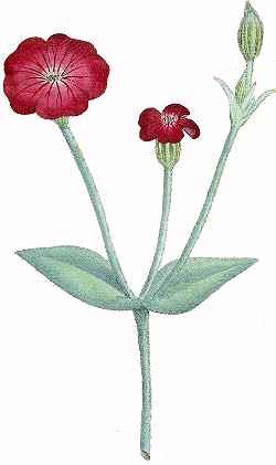 Rose Campion, Crown Pink(Lychnis coronaria)