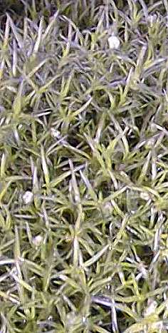 Irish Moss(Sagina subulata)