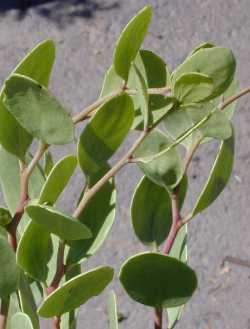 Mangle Dulce, Gutta-percha Mayten(Maytenus phyllanthoides)