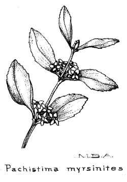 Oregon Boxleaf, Falsebox(Paxistima myrsinites)