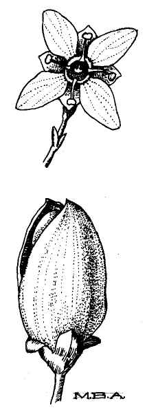 Oregon Boxleaf, Falsebox(Paxistima myrsinites)