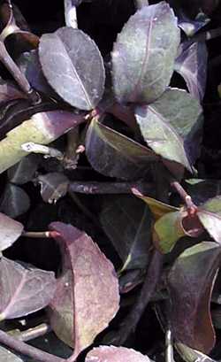 Climbing Euonymus, Purple Winter Creeper (Euonymus fortunei)