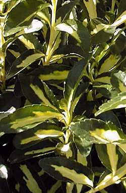 Evergreen Euonymus (Euonymus japonica)