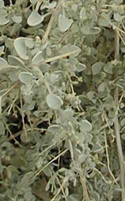 Griffith's saltbush(Atriplex griffithsii)