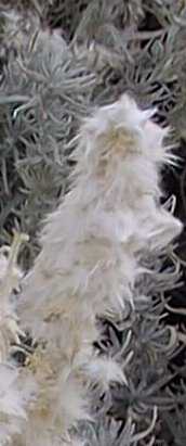Winterfat, White Sage(Ceratoides lanata)