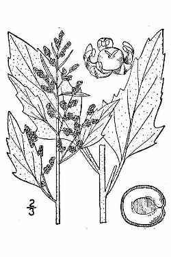 Lambsquarters, Goosefoot, Wild Spinach(Chenopodium album)