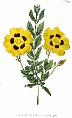 (Halimium lasianthum)