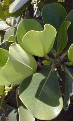 Autograph Tree, Balsam Apple, Fat Park Tree(Clusia rosea)