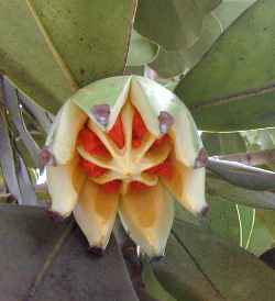 Autograph Tree, Balsam Apple, Fat Park Tree(Clusia rosea)