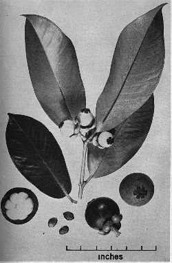 Mangosteen(Garcinia mangostana)