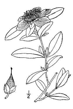 Cedarglade St. Johnswort, Blueleaf St. John's wort(Hypericum frondosum)