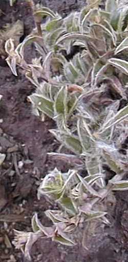 Furry Kittens, Pussy Ears(Cyanotis somaliensis)