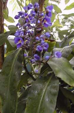 Blue Ginger, Brazilian Ginger(Dichorisandra thyrsiflora)