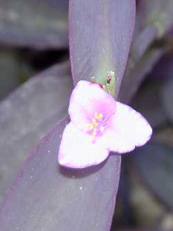 Purple heart, Wandering Jew(Setcreasea pallida)