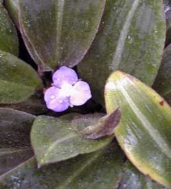 Brown Spiderwort, Bear Ears(Siderasis fuscata)