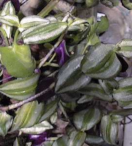 Wandering Jew(Tradescantia fluminensis)