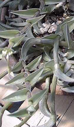 Chain Plant(Tradescantia navicularis)