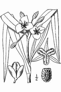Virginia Spiderwort(Tradescantia virginiana)