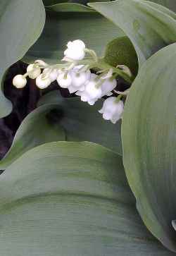 Lily of the valley(Convallaria majalis)