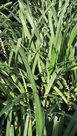 Giant Lily Turf(Ophiopogon jaburan)