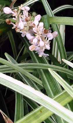 Creeping Lilyturf(Liriope spicata)