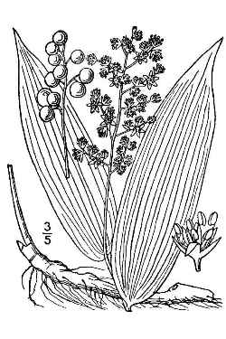 False Lily of the Valley, False Solomon's Seal(Maianthemum racemosum)