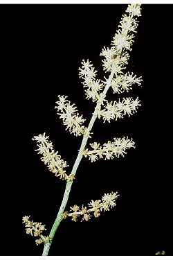 False Lily of the Valley, False Solomon's Seal(Maianthemum racemosum)