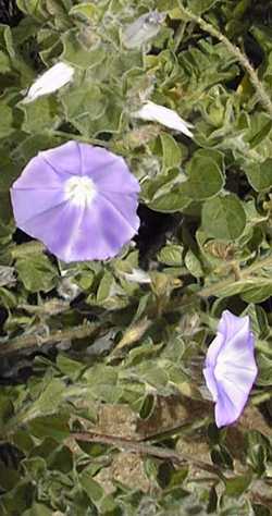 Ground Morning Glory(Convolvulus sabatius ssp. mauritanicus )