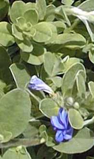 Blue daze, Hawaian Blue Eyes(Evolvulus nuttallianus)