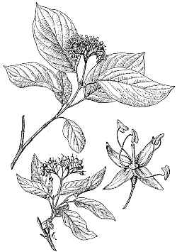 Tartarian Dogwood, Red Osier Dogwood(Cornus sericea)