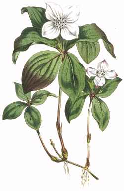 Bunchberry Dogwood(Cornus canadensis)