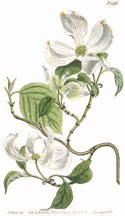 Flowering Dogwood(Cornus florida)