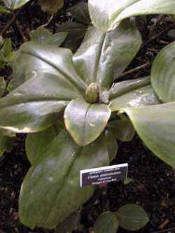 Spiral Ginger(Costus malortieanus)